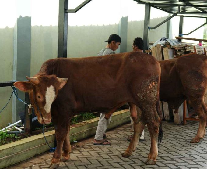 Berkah Qurban di SMK Pembangunan: Meneladani Ketaatan dan Berbagi Kebahagiaan